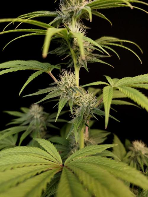 Test 50151  (1). Week 8