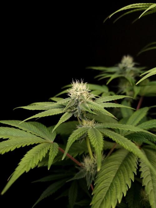 Test 50151  (1). Week 8