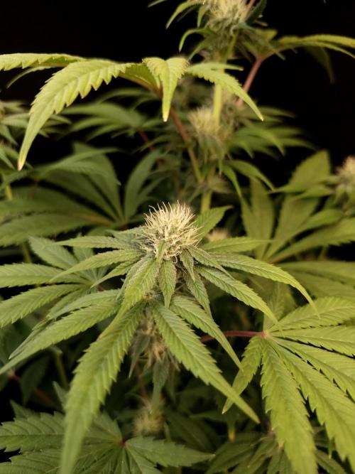 Test 50151  (1). Week 8