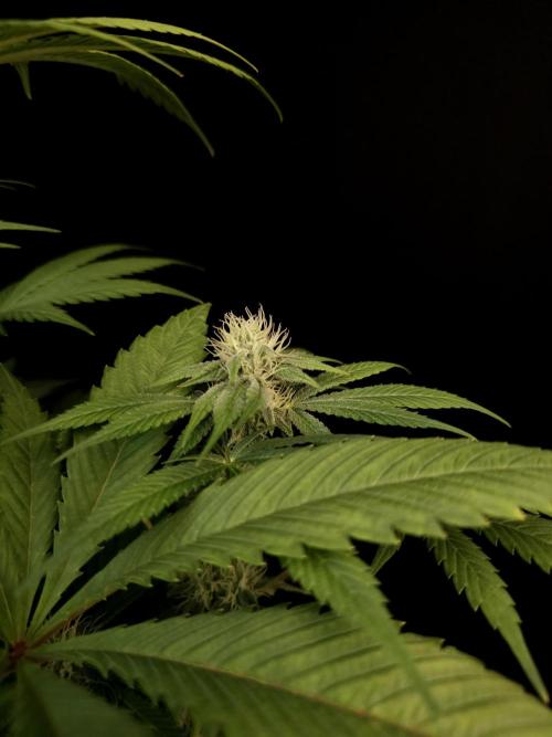 Test 50151  (1). Week 8