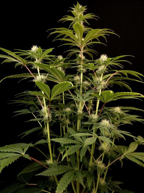 Test 50151  (1). Week 8