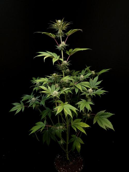 Test 50151 (2). Week 8