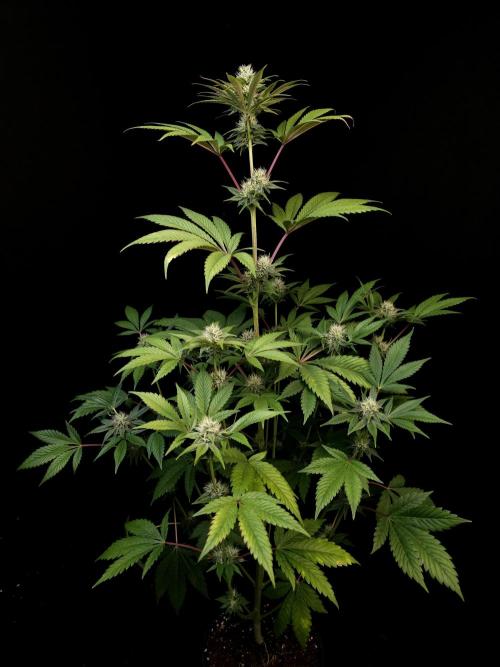 Test 50151 (2). Week 8