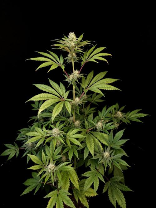 Test 50151 (2). Week 8