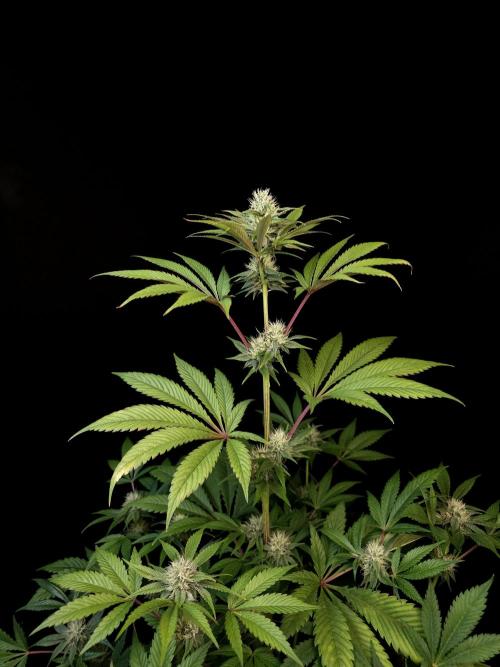 Test 50151 (2). Week 8