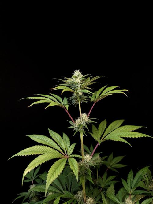 Test 50151 (2). Week 8