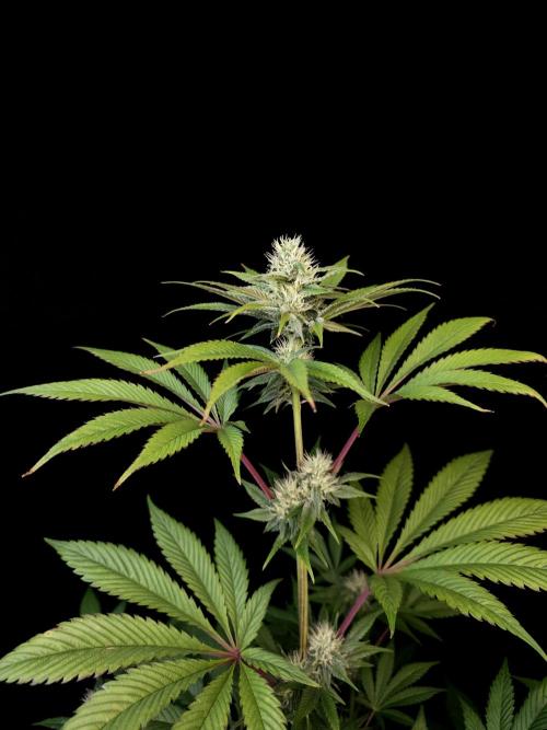 Test 50151 (2). Week 8