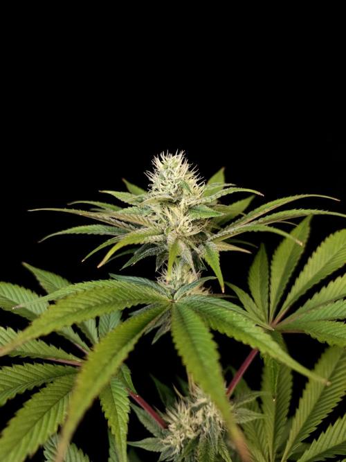 Test 50151 (2). Week 8