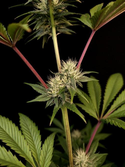 Test 50151 (2). Week 8