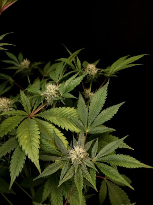 Test 50151 (2). Week 8