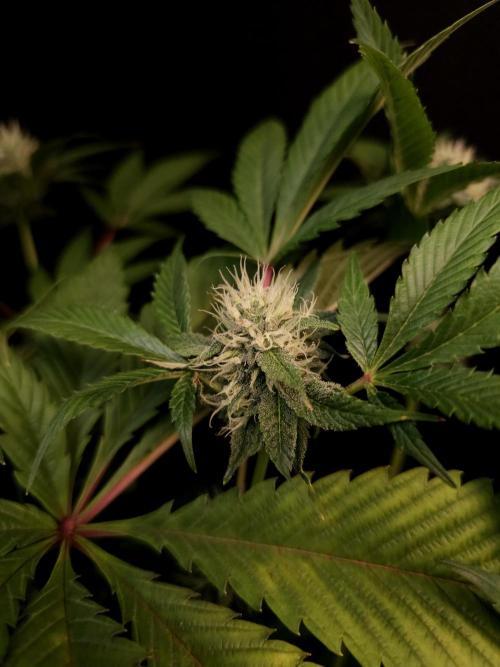 Test 50151 (2). Week 8