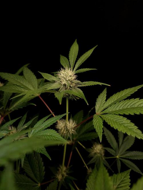 Test 50151 (2). Week 8