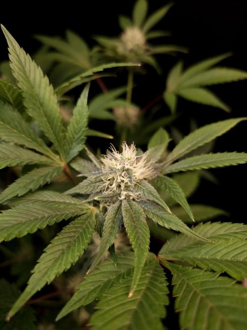 Test 50151 (2). Week 8