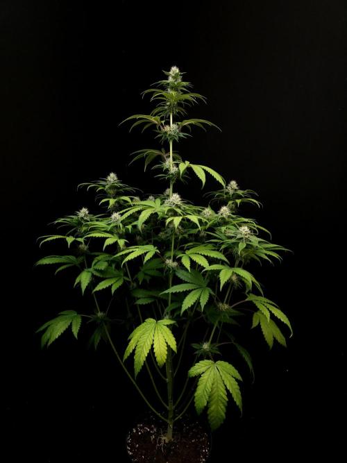 Test 101100  (1). Week 8