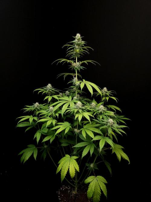 Test 101100  (1). Week 8