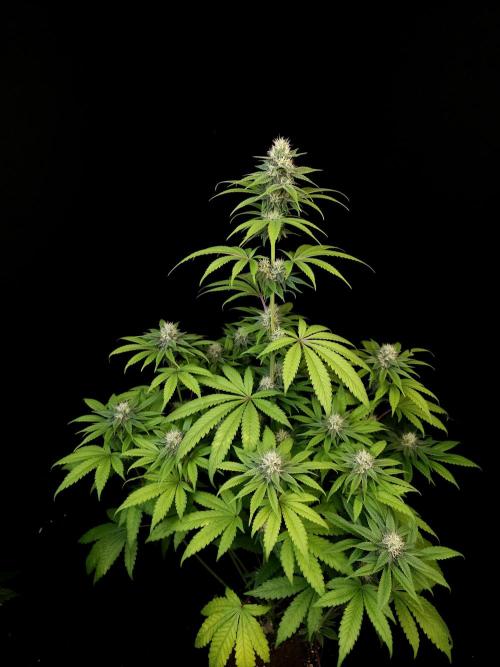 Test 101100  (1). Week 8