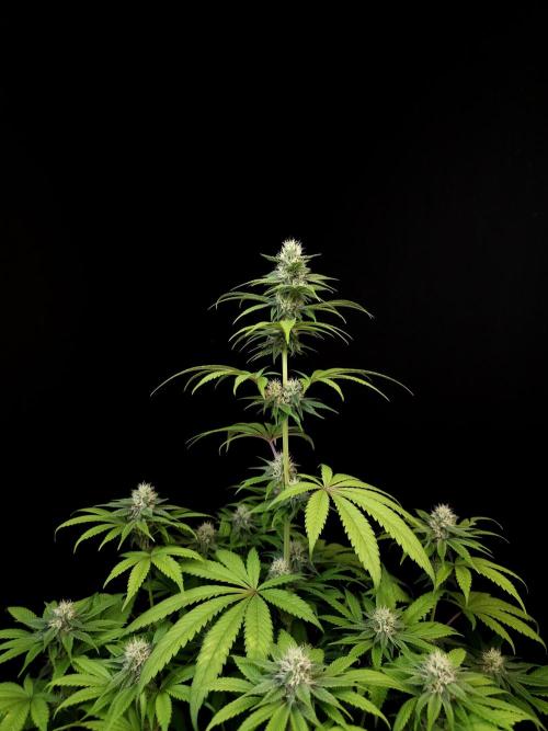 Test 101100  (1). Week 8