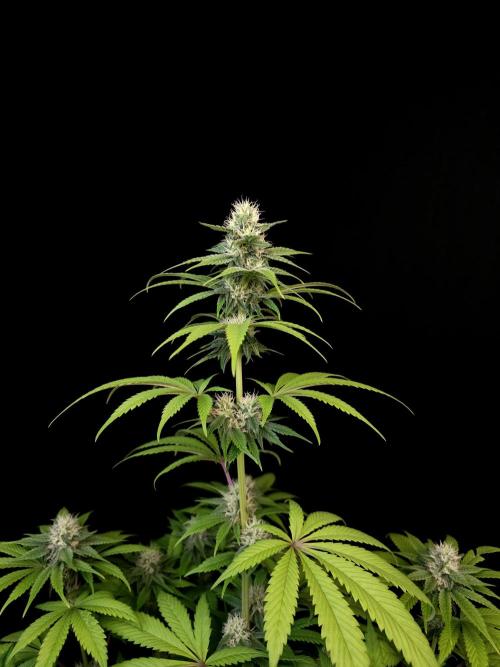 Test 101100  (1). Week 8