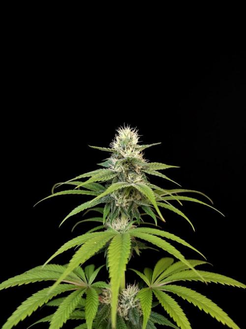 Test 101100  (1). Week 8