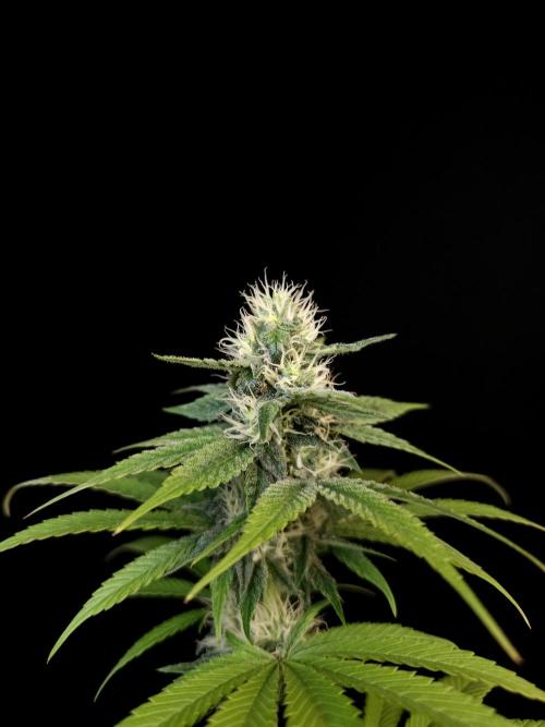 Test 101100  (1). Week 8