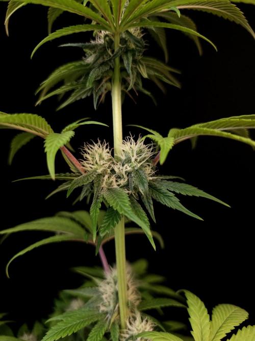 Test 101100  (1). Week 8