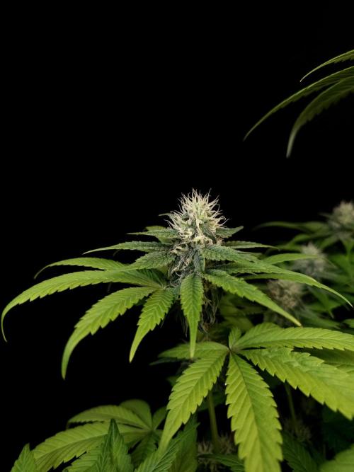 Test 101100  (1). Week 8