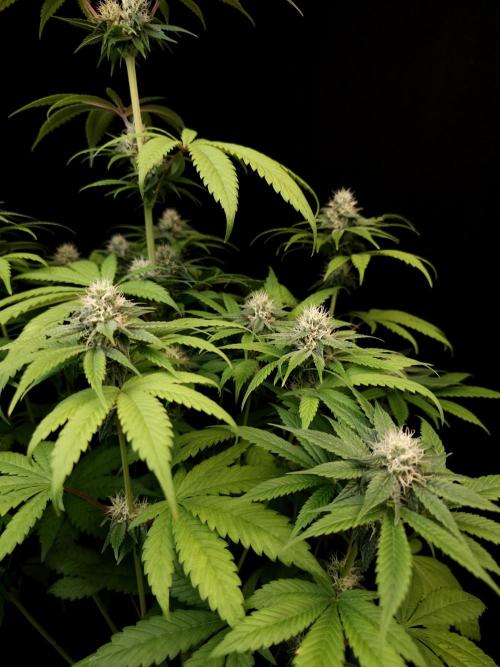 Test 101100  (1). Week 8