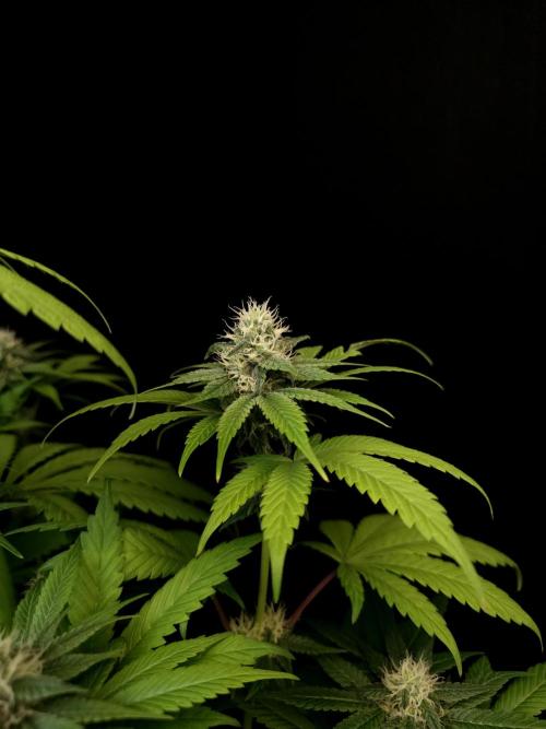 Test 101100  (1). Week 8