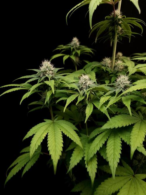 Test 101100  (1). Week 8