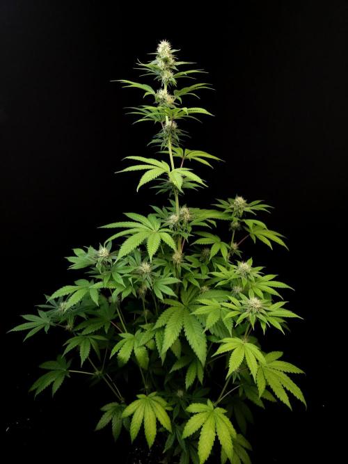 Test 101100  (2). Week 8