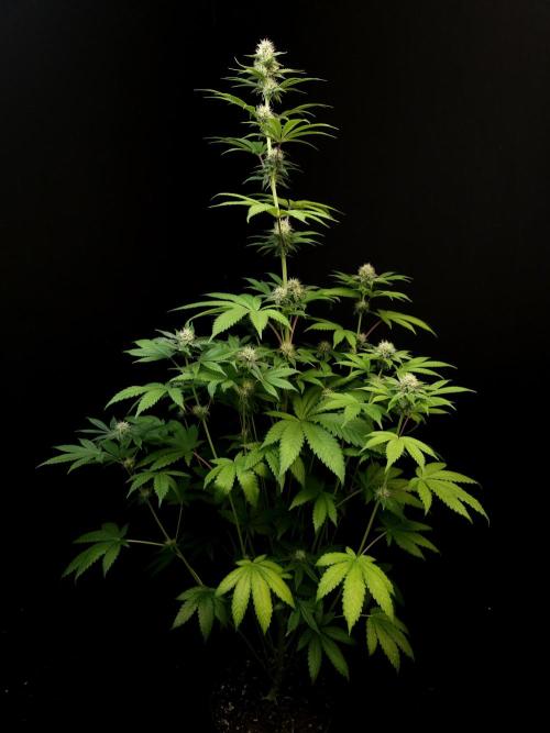 Test 101100  (2). Week 8