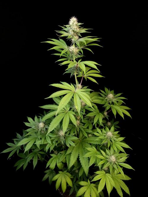 Test 101100  (2). Week 8