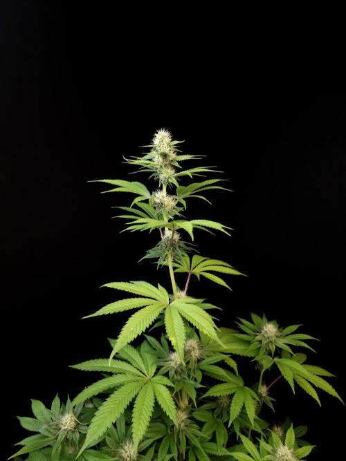 Test 101100  (2). Week 8