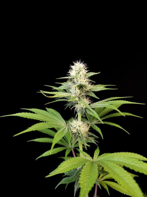 Test 101100  (2). Week 8