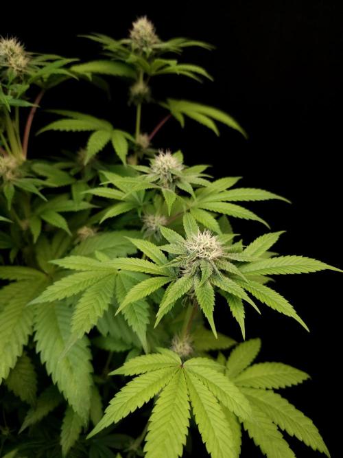 Test 101100  (2). Week 8