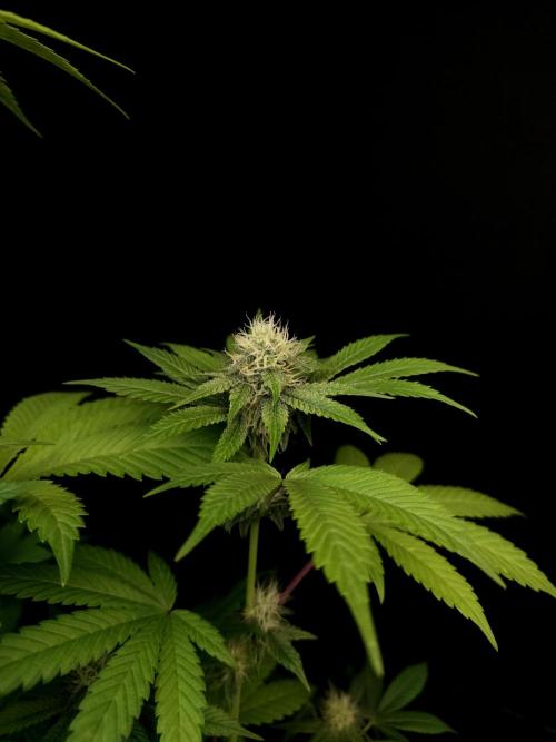 Test 101100  (2). Week 8