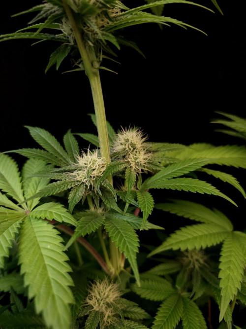 Test 101100  (2). Week 8