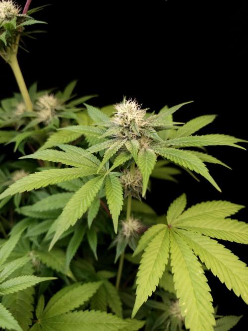 Test 101100  (2). Week 8