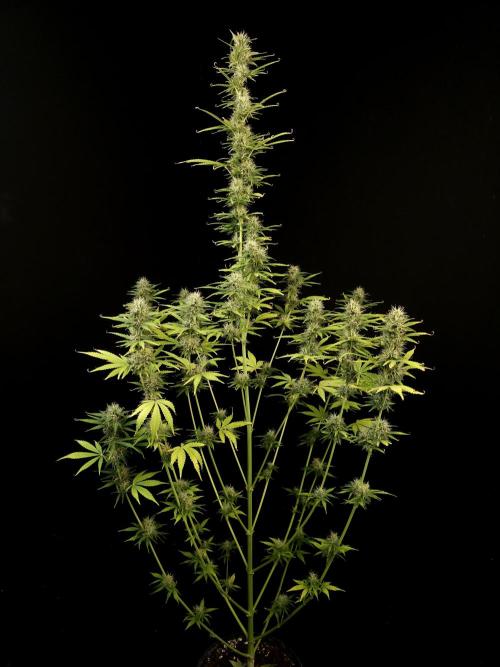 Auto Wappa 1. Week 9