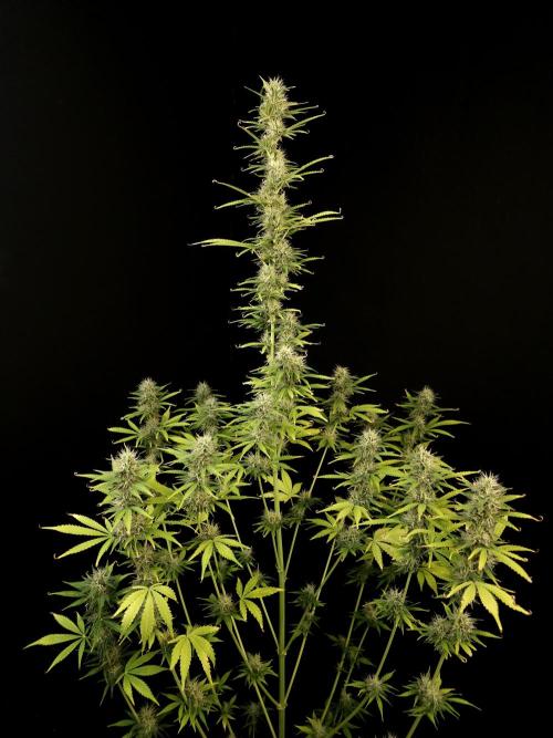 Auto Wappa 1. Week 9