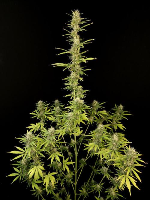 Auto Wappa 1. Week 9