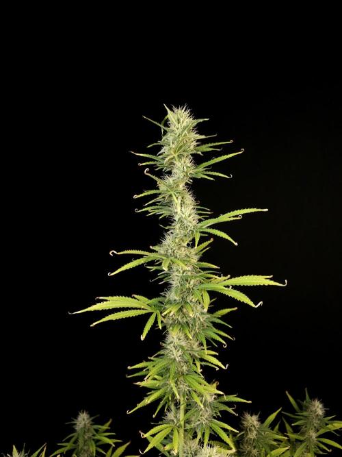 Auto Wappa 1. Week 9