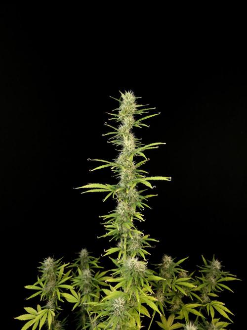 Auto Wappa 1. Week 9