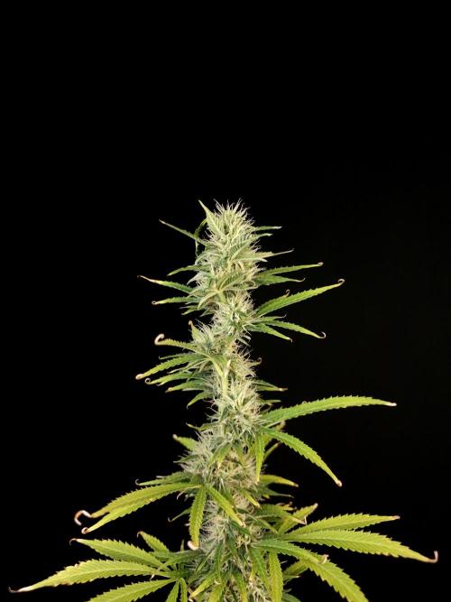 Auto Wappa 1. Week 9