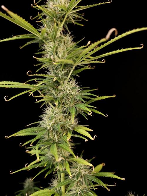 Auto Wappa 1. Week 9