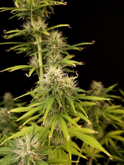 Auto Wappa 1. Week 9