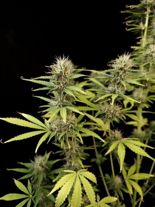 Auto Wappa 1. Week 9