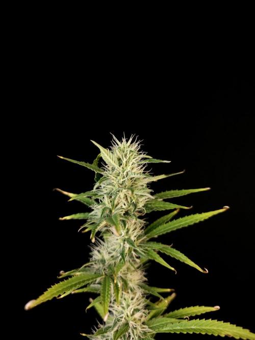 Auto Wappa 1. Week 9