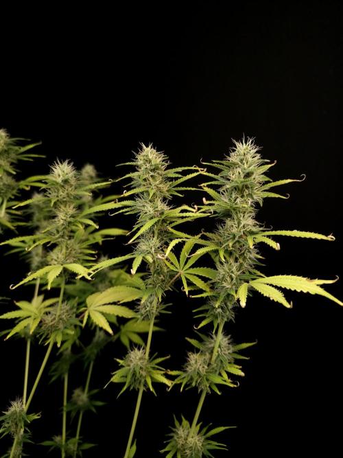 Auto Wappa 1. Week 9