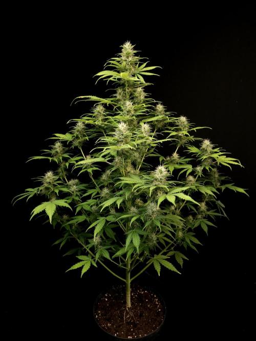 Auto Wappa 2. Week 9